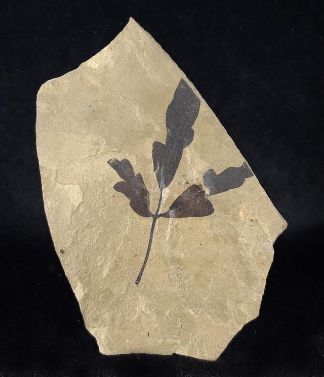 Cardiospermum coloradensis (KNOWLTON 1923) - Bild © FossNet FossilienStore